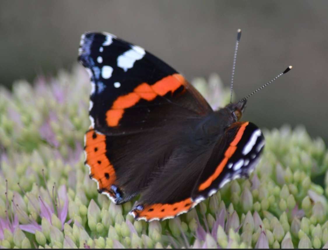 Red Admiral